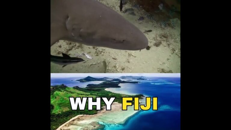 Is FIJI the best travel destination right now? #shorts#viral #travel#vlog#trending#traveling#fyp